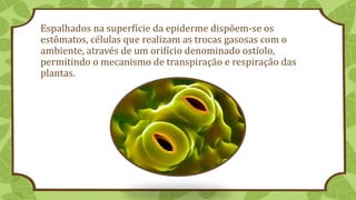Espalhados na superfície da epiderme dispõem-se os
estômatos, células que realizam as trocas gasosas com o
ambiente, através de um orifício denominado ostíolo,
permitindo o mecanismo de transpiração e respiração das
plantas.
 