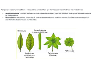 A disposição das nervuras nas folhas é um dos fatores característicos que diferencia as monocotiledôneas das dicotiledôneas.
● Monocotiledôneas: Possuem nervuras dispostas de formas paralela. A folha que apresenta esse tipo de nervura é chamada
de paralelinérveas.
● Dicotiledôneas: As nervuras partem de um ponto e vão se ramificando em feixes menores. As folhas com essa disposição
são chamadas de peninérveas ou reticuladas.
 