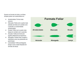 Quanto ao formato do limbo, as folhas
simples podem ser subdivididas em:
● Arredondada: Forma mais
comum;
● Obovada: Folha com a parte mais
estreita do limbo em contato com
o pecíolo e a extremidade
arredondada.
● Ovada: Folha com a parte mais
larga em contato com o pecíolo;
● Acicular: Folha em forma de
agulha (diferente de espinhos);
● Alongada: Folhas finas, longas e
dobráveis como as presentes em
gramíneas;
● Lanceolada: Folha pontiaguda,
longa e com a base farpada em
formato de lança.
 