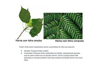Podem ainda serem classificadas quanto a quantidade de limbo que possuem.
● Simples: Possuem limbo unitário.
● Compostas: Possuem limbo subdividido em folíolos, apresentando pecíolos
que se unem e fixam em um pecíolo comum. Como o arranjo inteiro está
associado a uma gema lateral, todo esse conjunto de folíolos forma uma única
folha.
 