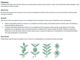 Filotaxia
A filotaxia (Filo=folha, taxis=arranjo) refere-se ao arranjo foliar ao longo do eixo caulinar, ou seja, como essas folhas estão dispostas e são
encontradas ao redor do caule.
Alternada
As folhas vão se alternando ao longo do eixo do caule se projetando a partir dos nós. De cada nó sai uma única folha. A roseira possui
esse tipo de filotaxia.
Oposta
Mais de uma folha se projeta do mesmo nó e se dispõem de forma oposta uma das outras. Subdividem-se em dois padrões:
● Dística: Duas folhas partem do mesmo nó, se dispõem de forma oposta, mas fazendo parte do mesmo plano. As folhas do
araçá se dispõem dessa forma.
● Cruzada: Duas folhas partem do mesmo nó e se dispõem de forma oposta, porém quando comparadas com as folhas
projetadas do nó adjacente, elas se cruzam formando um ângulo de 90° entre os pares de folhas. Portanto, os pares de
folhas de um nós não fazem parte do mesmo plano que as os pares de folhas do nó subseqüente. Um exemplo de plantas
com essa disposição é a quaresmeira.
Verticilada
Várias folhas (mais de duas) se projetam de um mesmo nó. A espirradeira é um exemplo de planta verticilada.
 