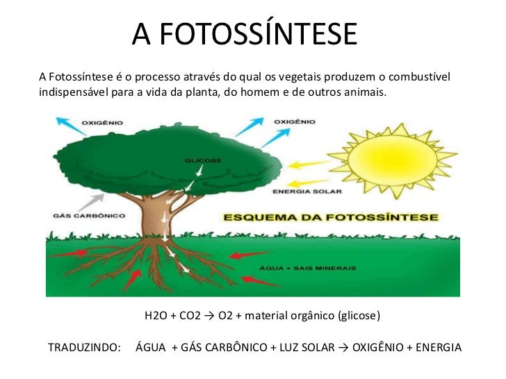 A Fotossintese é Importante Para A Vida Na Terra Enem