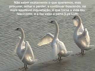 Não saber exatamente o que queremos, mas
procurar, achar e perder, e continuar buscando, na
 mais saudável inquietação, é que torna a vida tão
     fascinante, e a faz valer a pena.(Lya Luft)
 
