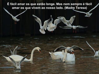 É fácil amar os que estão longe. Mas nem sempre é fácil
   amar os que vivem ao nosso lado. (Madre Teresa)
 