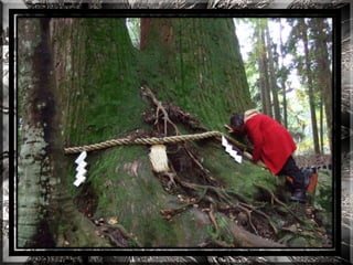 A forest shrine in japan