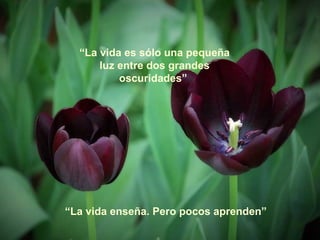 “La vida es sólo una pequeña
      luz entre dos grandes
          oscuridades”




“La vida enseña. Pero pocos aprenden”
 
