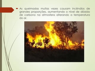  As queimadas muitas vezes causam incêndios de
grandes proporções, aumentando o nível de dióxido
de carbono na atmosfera alterando a temperatura
do ar.
 