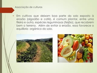 Associação de culturas
• Em cultivos que deixam boa parte do solo exposto à
erosão (algodão e café), é comum plantar, entre uma
fileira e outra, espécies leguminosas (feijão), que recobrem
bem o terreno. Além de evitar a erosão, essa favorece o
equilíbrio orgânico do solo.
 