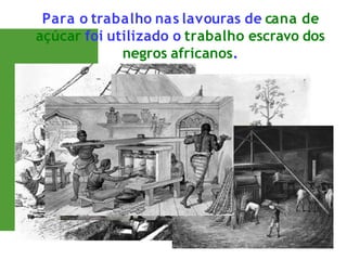 Para o trabalho nas lavouras de cana de
açúcar foi utilizado o trabalho escravo dos
negros africanos.
 