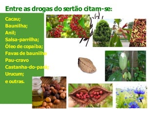 Entre as drogas do sertão citam-se:
Cacau;
Baunilha;
Anil;
Salsa-parrilha;
Óleo de copaíba;
Favas de baunilha
Pau-cravo
Castanha-do-pará;
Urucum;
e outras.
 