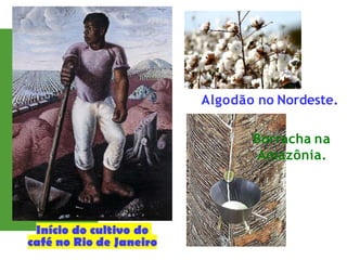 Algodão no Nordeste.
Borracha na
Amazônia.
 