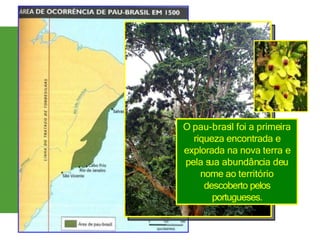 O pau-brasil foi a primeira
riqueza encontrada e
explorada na nova terra e
pela sua abundância deu
nome ao território
descoberto pelos
portugueses.
 