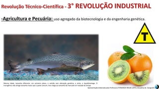 Apresentação elaborada pela Professora FERNANDA BRUM LOPES, disciplina de Geografia
-Agricultura e Pecuária: uso agregado da biotecnologia e da engenharia genética.
Mesma idade, tamanho diferente: em primeiro plano, o salmão sem alteração genética, e atrás, o AquAdvantage. O
transgênico não atinge tamanho maior que o peixe comum, mas chega ao tamanho de mercado em metade do tempo
 