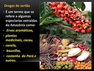 Drogas do sertão
 É um termo que se
refere a algumas
especiarias extraídas
da Amazônia como:
 Ervas aromáticas,
 plantas
medicinais, cacau,
 canela,
 baunilha,
 castanha do Pará e
outras.
 