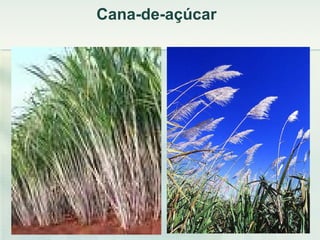 Cana-de-açúcar  