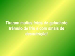 Tiraram muitas fotos do gafanhoto
trêmulo de frio e com sinais de
desnutrição!
 