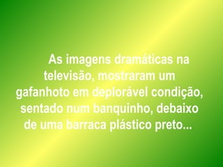 As imagens dramáticas na
televisão, mostraram um
gafanhoto em deplorável condição,
sentado num banquinho, debaixo
de uma barraca plástico preto...
 