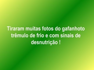 Tiraram muitas fotos do gafanhoto trêmulo de frio e com sinais de desnutrição ! 