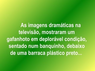 As imagens dramáticas na televisão, mostraram um gafanhoto em deplorável condição, sentado num banquinho, debaixo de uma barraca plástico preto...  