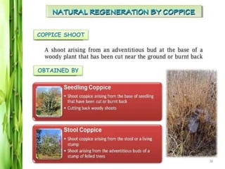 Coppice Method Roots Forest regeneration -teksingh chandravanshi | PPTX