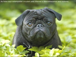 As fotos aqui estampadas circulam pela internet e desconhecemos seus autores.
 