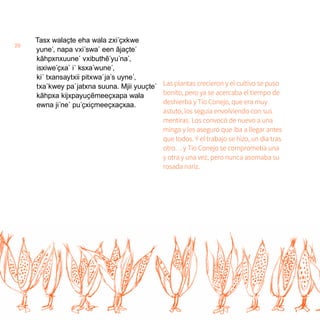 20
Tasx walaҫte eha wala zxi´ҫxkwe
yune´, napa vxi´swa´ een ãjaҫte´
kãhpxnxuune´ vxibuthẽ´yu´na´,
isxiwe´ҫxa´ i´ ksxa´wune´,
ki´ txansaytxii pitxwa´ja´s uyne´,
txa´kwey pa´jatxna suuna. Mjii yuuҫte´
kãhpxa kijxpayuҫẽmeeҫxapa wala
ewna ji´ne´ pu´ҫxiҫmeeҫxaҫxaa.
Las plantas crecieron y el cultivo se puso
bonito, pero ya se acercaba el tiempo de
deshierba y Tío Conejo, que era muy
astuto, los seguía envolviendo con sus
mentiras. Los convocó de nuevo a una
minga y les aseguró que iba a llegar antes
que todos. Y el trabajo se hizo, un día tras
otro… y Tío Conejo se comprometía una
y otra y una vez, pero nunca asomaba su
rosada nariz.
 