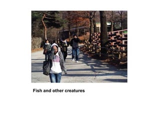 Fish and other creatures,[object Object]