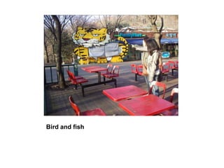 Bird and fish,[object Object]