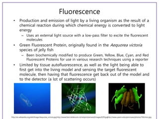 Fluorescence
• Production and emission of light by a living organism as the result of a
chemical reaction during which chemical energy is converted to light
energy
– Uses an external light source with a low-pass filter to excite the fluorescent
molecules
• Green Fluorescent Protein, originally found in the Aequorea victoria
species of jelly fish
– Been biochemically modified to produce Green, Yellow, Blue, Cyan, and Red
Fluorescent Proteins for use in various research techniques using a reporter
• Limited by tissue autofluorescence, as well as the light being able to
first get into the living model and sensing the target fluorescent
molecule, then having that fluorescence get back out of the model and
to the detector (a lot of scattering occurs)
http://wwwchem.leidenuniv.nl/metprot/armand/images/029l.jpghttp://en.wikipedia.org/wiki/Image:Aequorea_victoria.jpg http://www.upenn.edu/pennnews/photos/704/mice.jpg
 