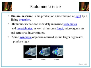 Bioluminescence
• Bioluminescence is the production and emission of light by a
living organism.
• Bioluminescence occurs widely in marine vertebrates
and invertebrates, as well as in some fungi, microorganisms
and terrestrial invertebrates.
• Some symbiotic organisms carried within larger organisms
produce light
Cherry et al. 2004
 