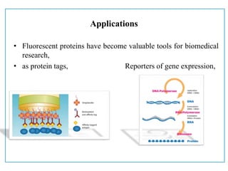 Applications
• Fluorescent proteins have become valuable tools for biomedical
research,
• as protein tags, Reporters of gene expression,
 