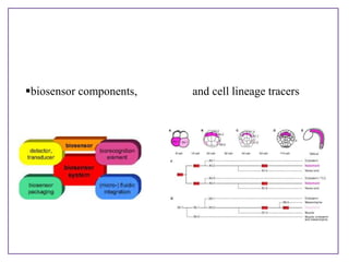 biosensor components, and cell lineage tracers
 