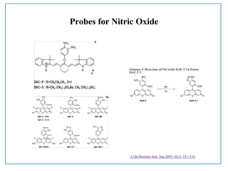 Probes for Nitric Oxide
 