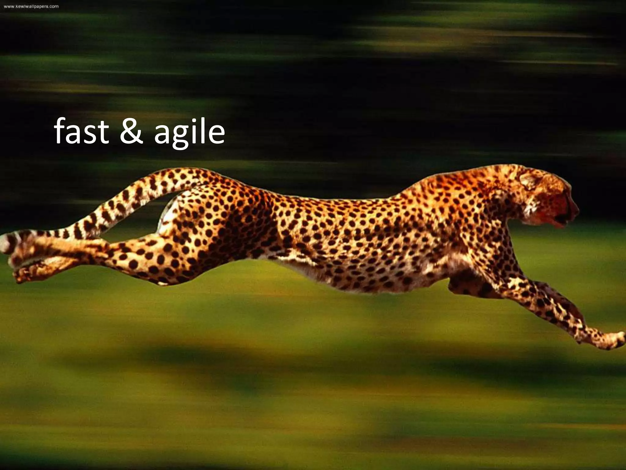 fast & agile