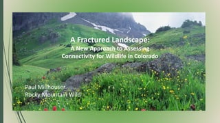 A Fractured Landscape:
A New Approach to Assessing
Connectivity for Wildlife in Colorado
Paul Millhouser
Rocky Mountain Wild
 