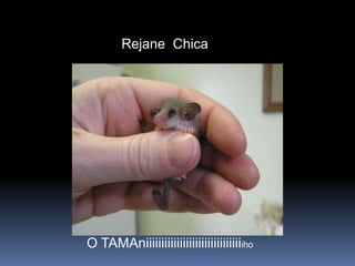     Rejane  ChicaO TAMAniiiiiiiiiiiiiiiiiiiiiiiiiiiiiiiiho
