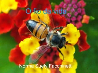 O fio da vida      Norma Suely Facchinetti