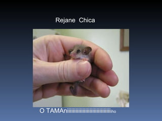Rejane  Chica O TAMAniiiiiiiiiiiiiiiiiiiiiiiiiiiiiii iho 