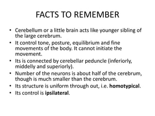 FACTS TO REMEMBER
• Cerebellum or a little brain acts like younger sibling of
the large cerebrum.
• It control tone, posture, equilibrium and fine
movements of the body. It cannot initiate the
movement.
• Its is connected by cerebellar peduncle (inferiorly,
middelly and superiorly).
• Number of the neurons is about half of the cerebrum,
though is much smaller than the cerebrum.
• Its structure is uniform through out, i.e. homotypical.
• Its control is ipsilateral.
 