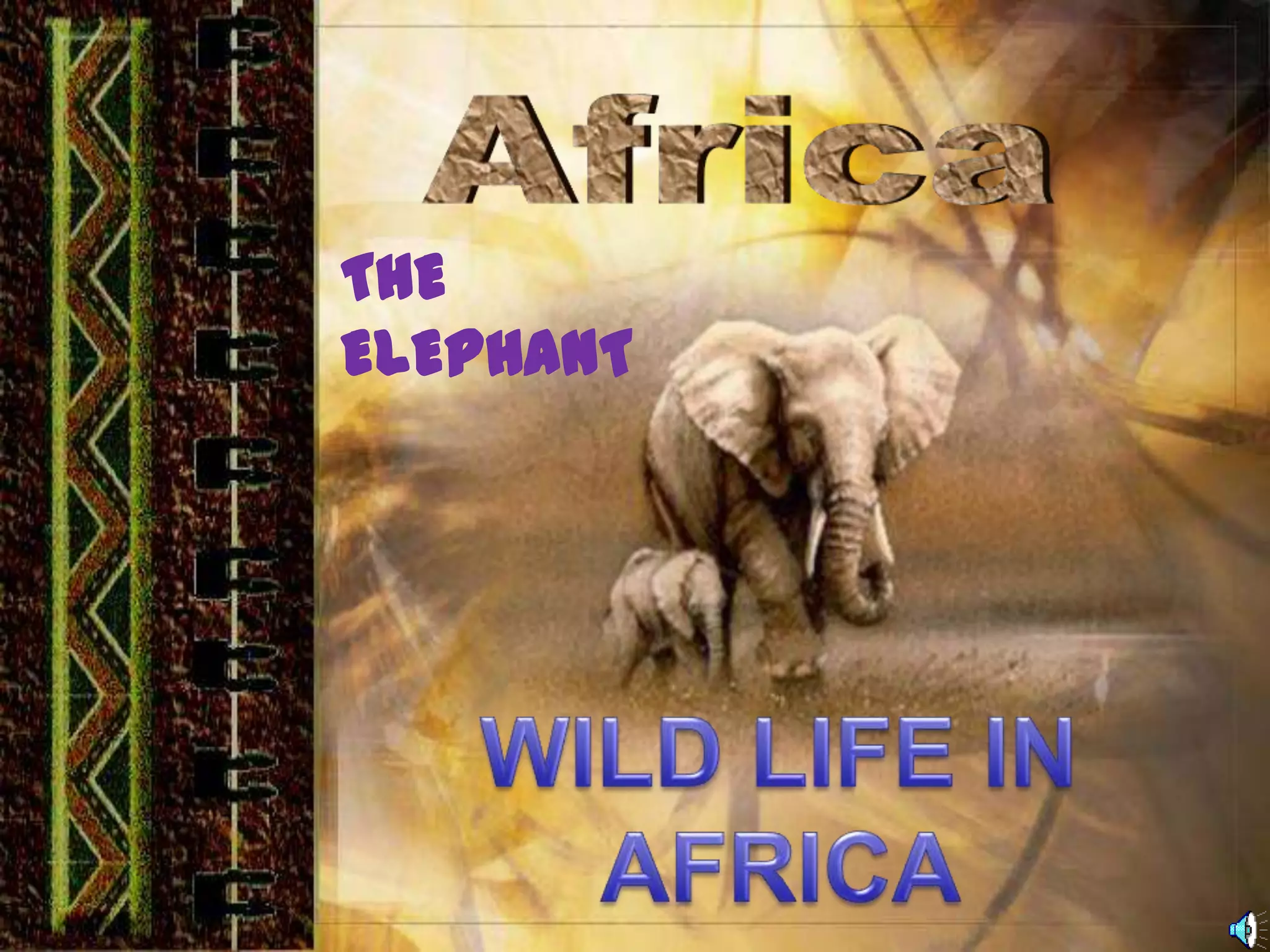 AfricaTHE ELEPHANTWILD LIFE IN AFRICA