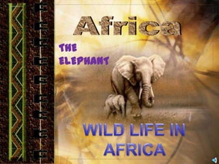 Africa THE ELEPHANT WILD LIFE IN AFRICA  