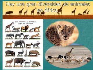 Hay una gran diversidad de animales
            en África.
 