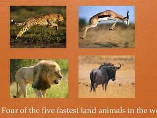 Four of the five fastest land animals in the wo
 