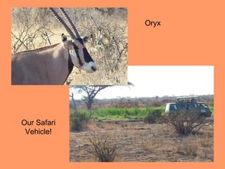 Oryx




Our Safari
 Vehicle!
 