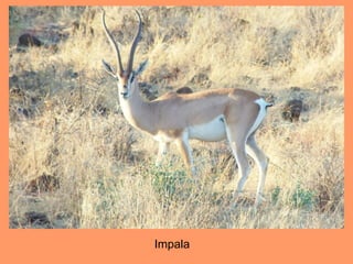 Impala
 