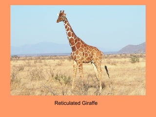 Reticulated Giraffe
 