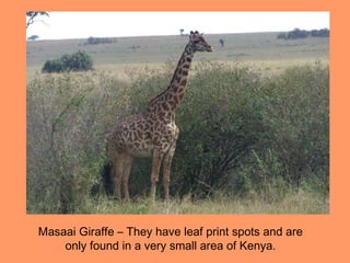 Masaai Giraffe – They have leaf print spots and are
    only found in a very small area of Kenya.
 