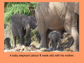 A baby elephant (about 1 week old) with his mother.
 
