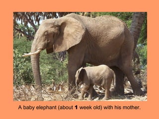 A baby elephant (about 1 week old) with his mother.
 
