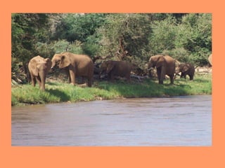 Ms. Moseley's Trip to Africa!